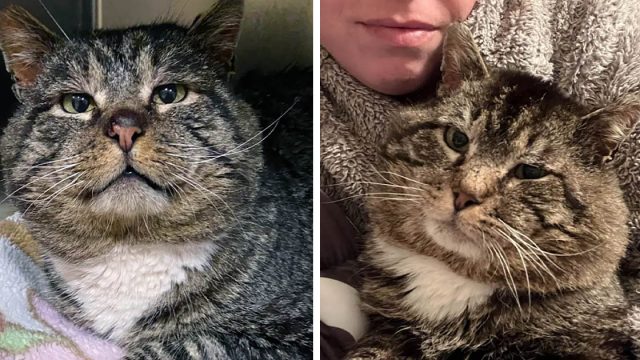 Gato gordito se derrite de amor por las personas que lo acogieron después de años en las calles