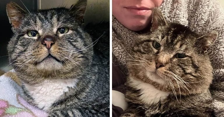 Gato gordito se derrite de amor por las personas que lo acogieron después de años en las calles