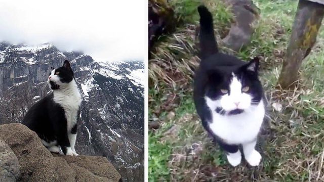 Gato se acerca a un hombre y lo guía por la montaña después de perderse