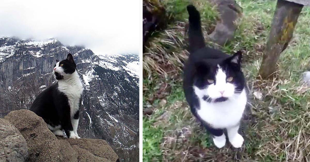 Gato se acerca a un hombre y lo guía por la montaña después de perderse