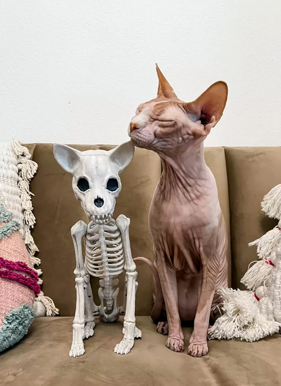 Gato se enamora de la decoración de Halloween