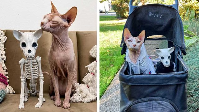Gato se enamora por completo de la nueva decoración de Halloween