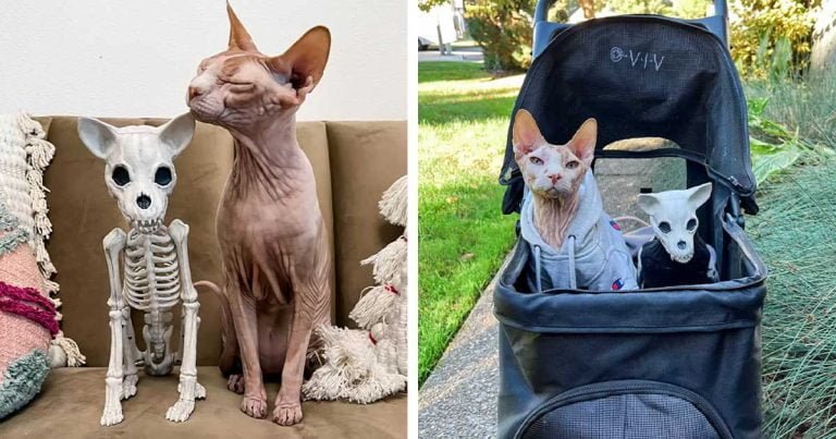 Gato se enamora por completo de la nueva decoración de Halloween