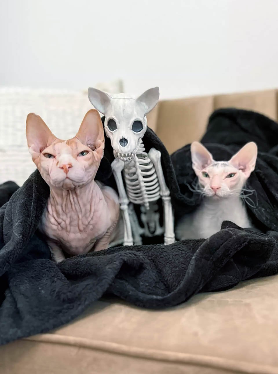 Gato se enamora por completo de la nueva decoración de Halloween 3 Gatos y juguete de Halloween