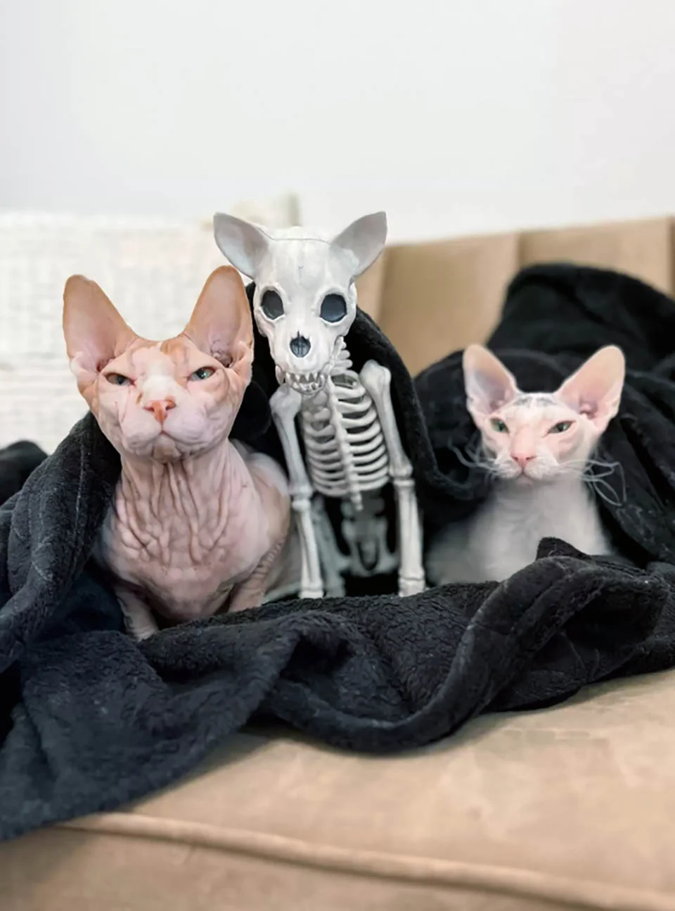 Gatos y juguete de Halloween