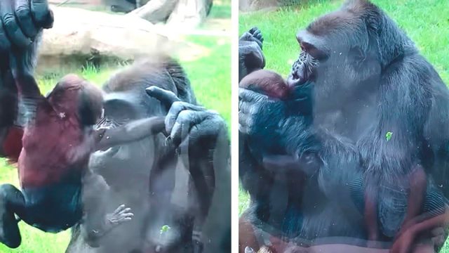 Gorila madre presume a su nuevo bebé y le da besos