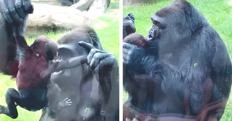 Gorila madre presume a su nuevo bebé y le da besos