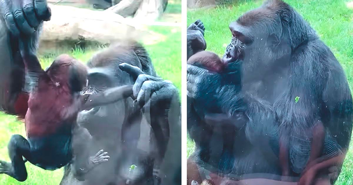 Gorila madre presume a su nuevo bebé y le da besos