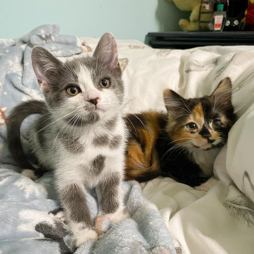 Gatita con las manchas más adorables supera todos los obstáculos y tiene una segunda oportunidad 2 Hermosas gatitas bebés