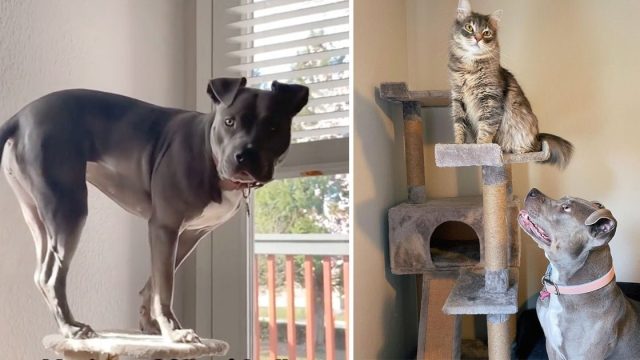 Perrita crio con gatos se cree gata