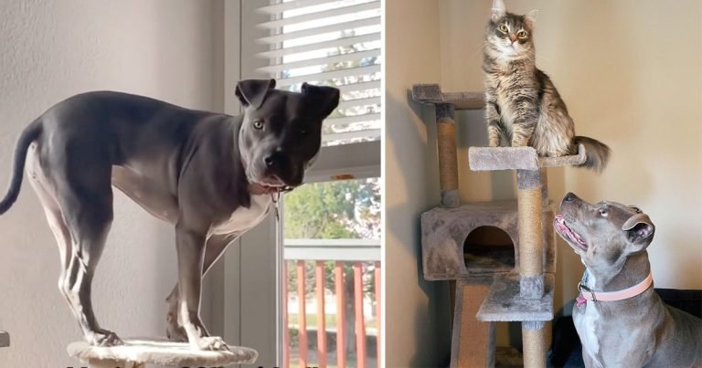 Perrita crio con gatos se cree gata