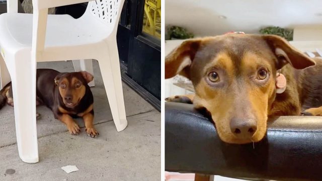 Perrito espera afuera de una tienda por 3 semanas con la ilusión que alguien lo note