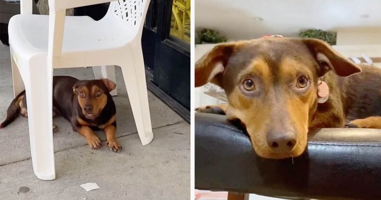 Perrito espera afuera de una tienda por 3 semanas con la ilusión de que alguien lo note