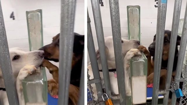 Perros se consuelan el uno al otro tocando sus narices en el refugio