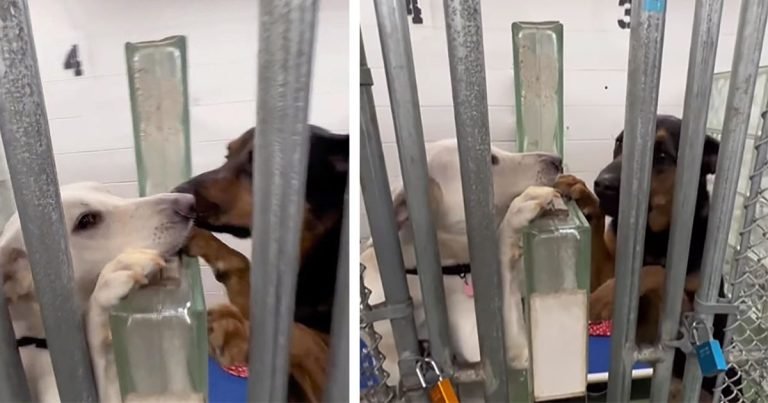 Perros se consuelan el uno al otro tocando sus narices en el refugio