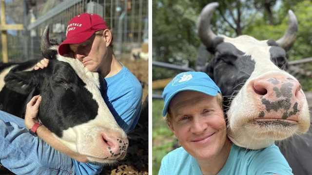 Vaca rescatada intenta entrar todos los días a casa exigiendo abrazos
