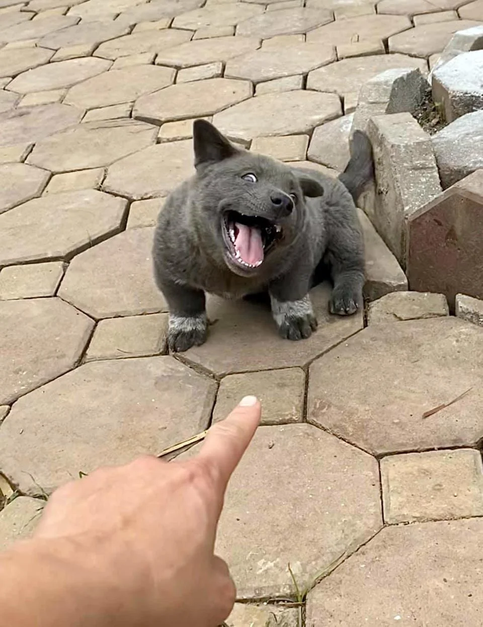 Adorable cachorrito