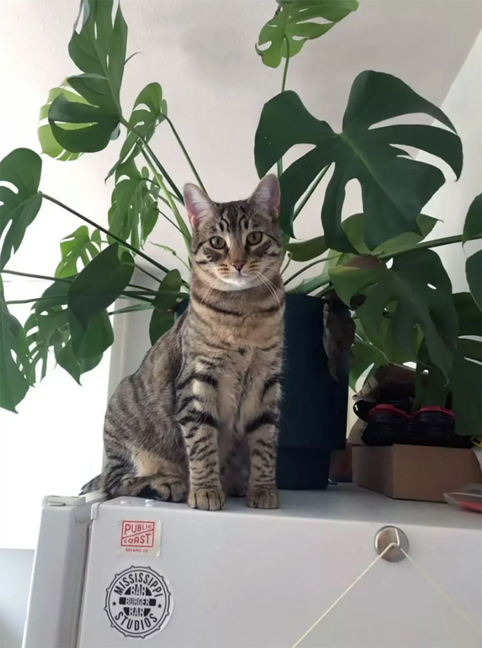 Adorable gatito atigrado