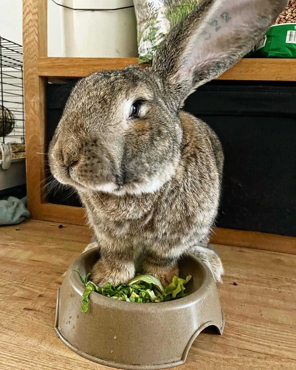 Este encantador conejo gigante está convencido de que es un perro 1 Conejito y su cena
