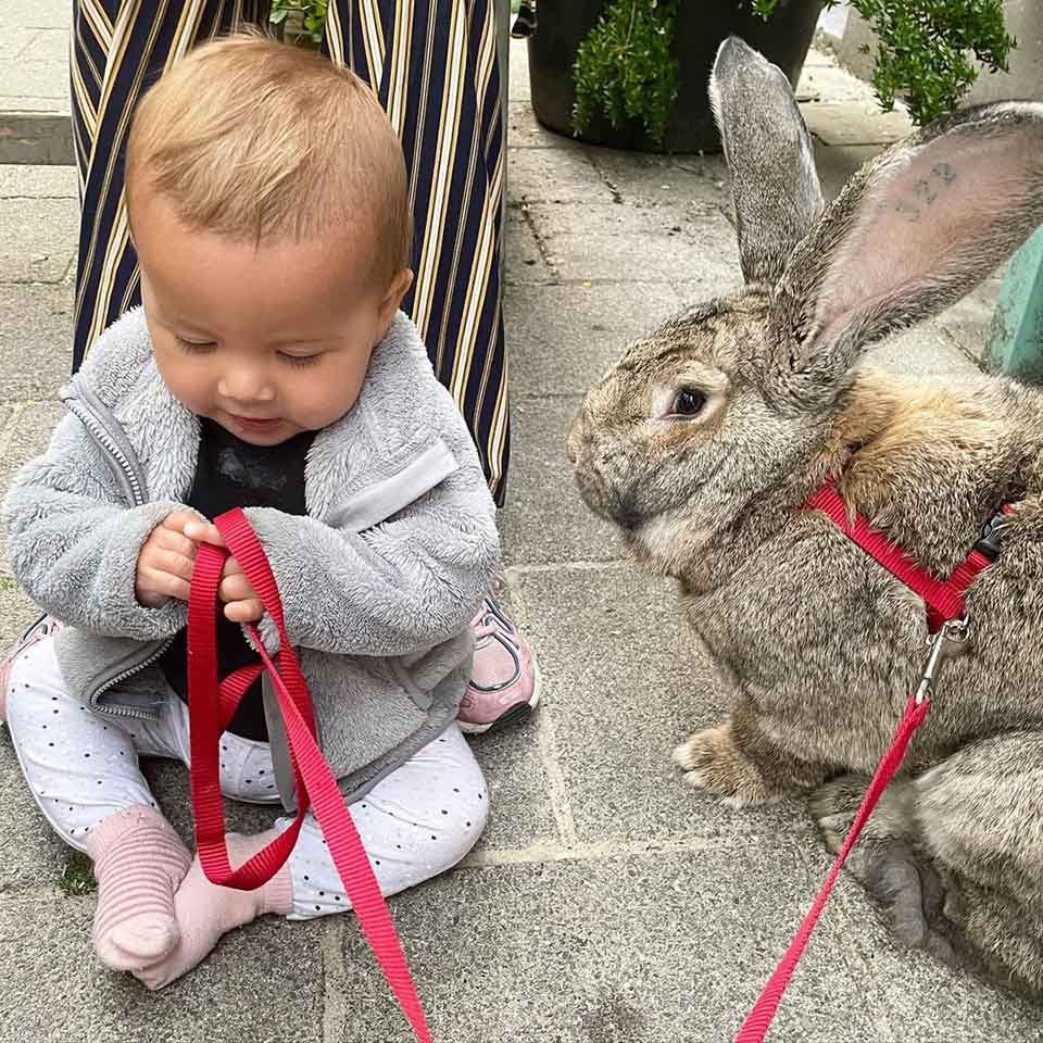 Este encantador conejo gigante está convencido de que es un perro 4 Conejo y un bebé