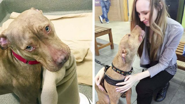 Dulce perro de un refugio hace su cama todos los días, esperando ser adoptado