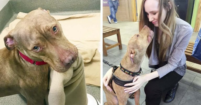 Dulce perro de un refugio hace su cama todos los días, esperando ser adoptado