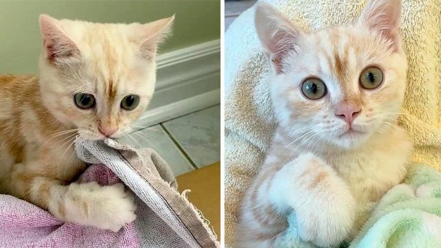 El gatito más tierno adora 'hablar' con la persona que lo cuida