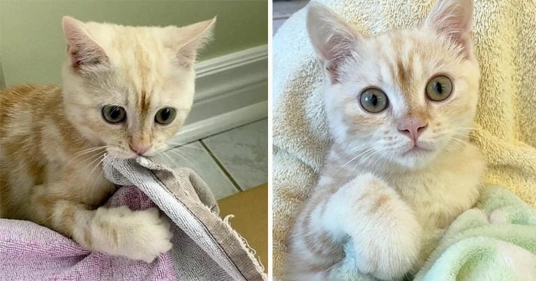 El gatito más tierno adora ‘hablar’ con la persona que lo cuida