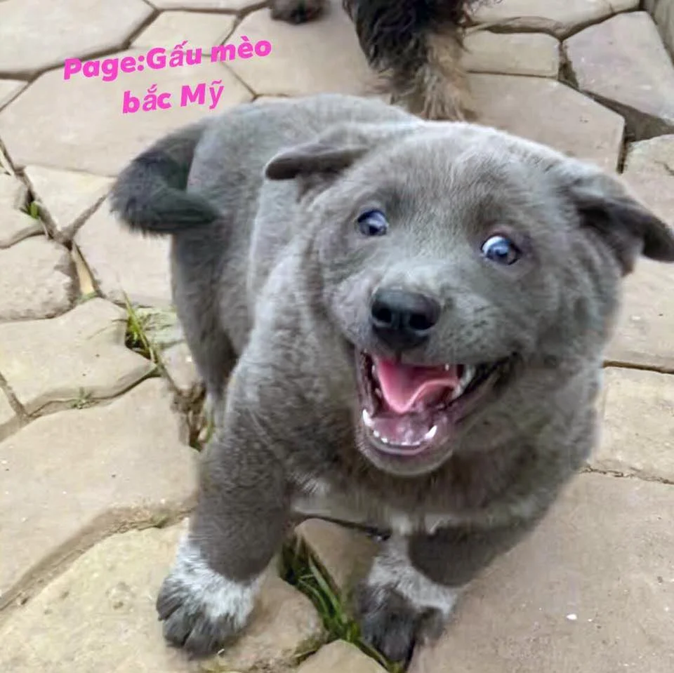 Este cachorro parece un gato y un perro, por sus adorables expresiones