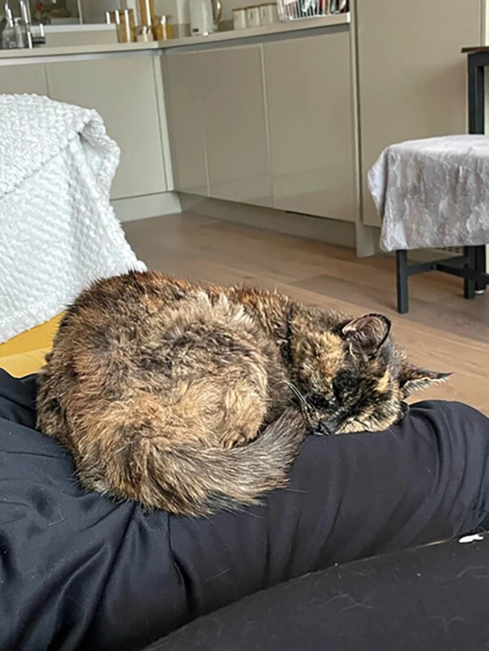 Gata anciana