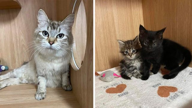 Gata que crio muchas camadas de gatitos está tan aliviada de que alguien la ayude