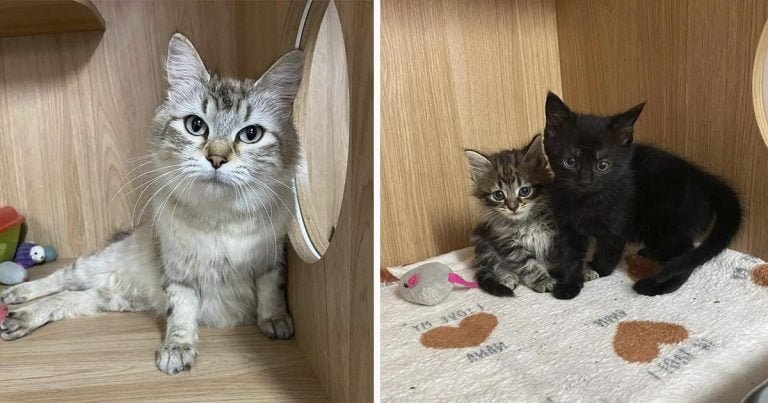 Gata que crio muchas camadas de gatitos está tan aliviada de que alguien la ayude