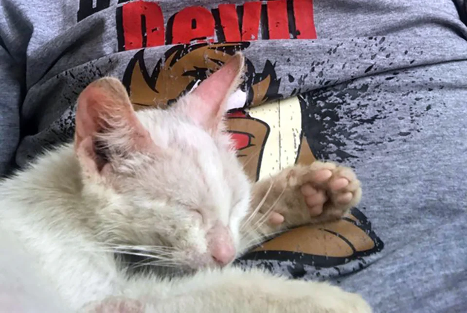 Hombre se despierta de la siesta y encuentra una gatita durmiendo en su regazo 1 Gatita adoptada
