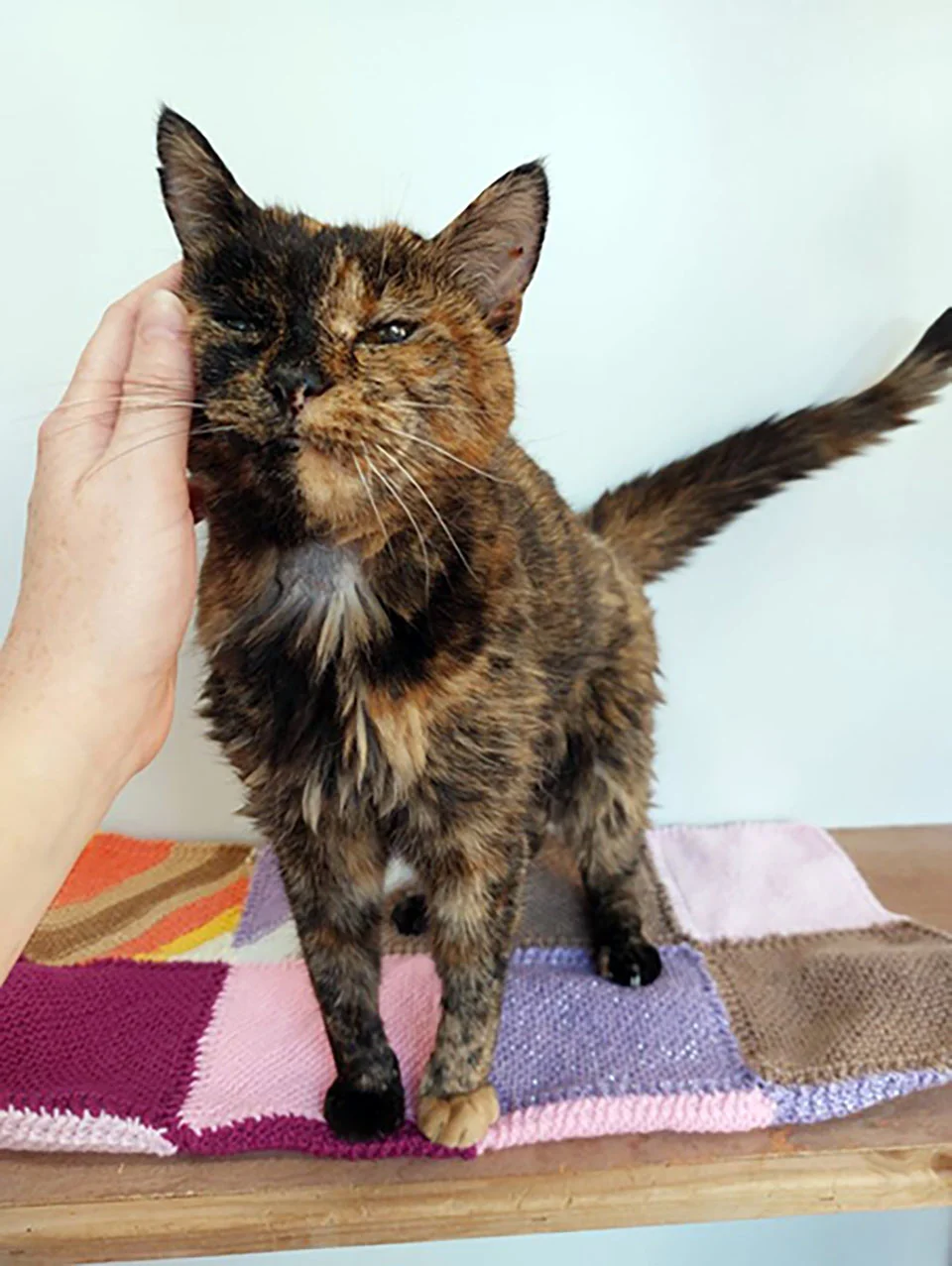 Gatita anciana