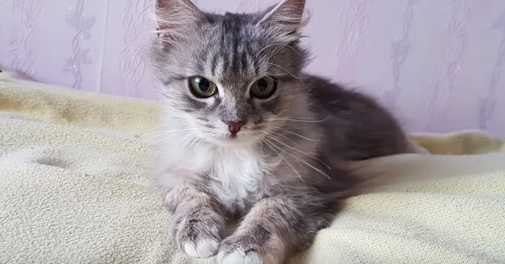 Gatita rescatada