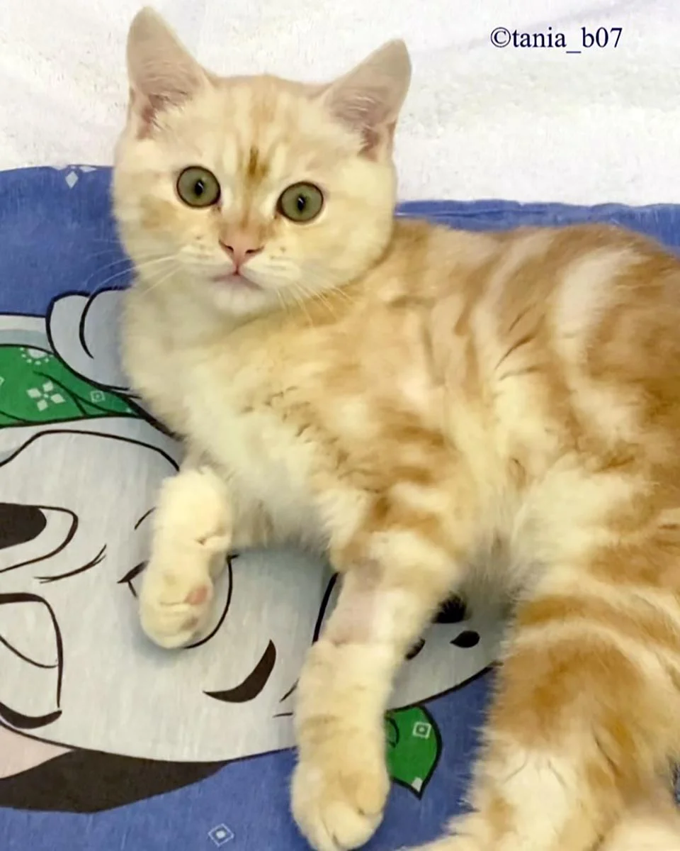 Gatito atigrado