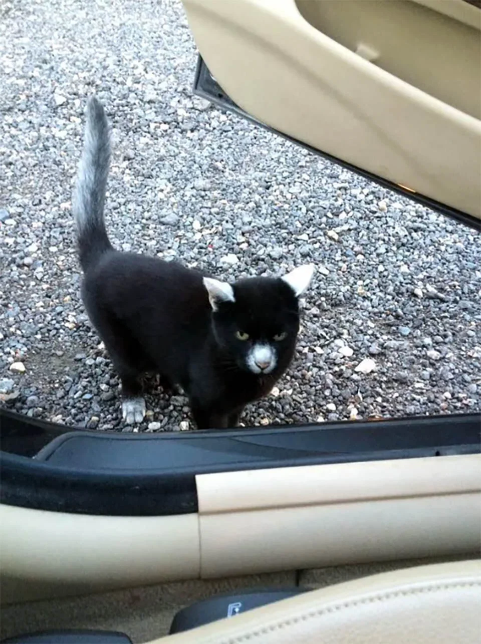 Gatito con adorables marcas