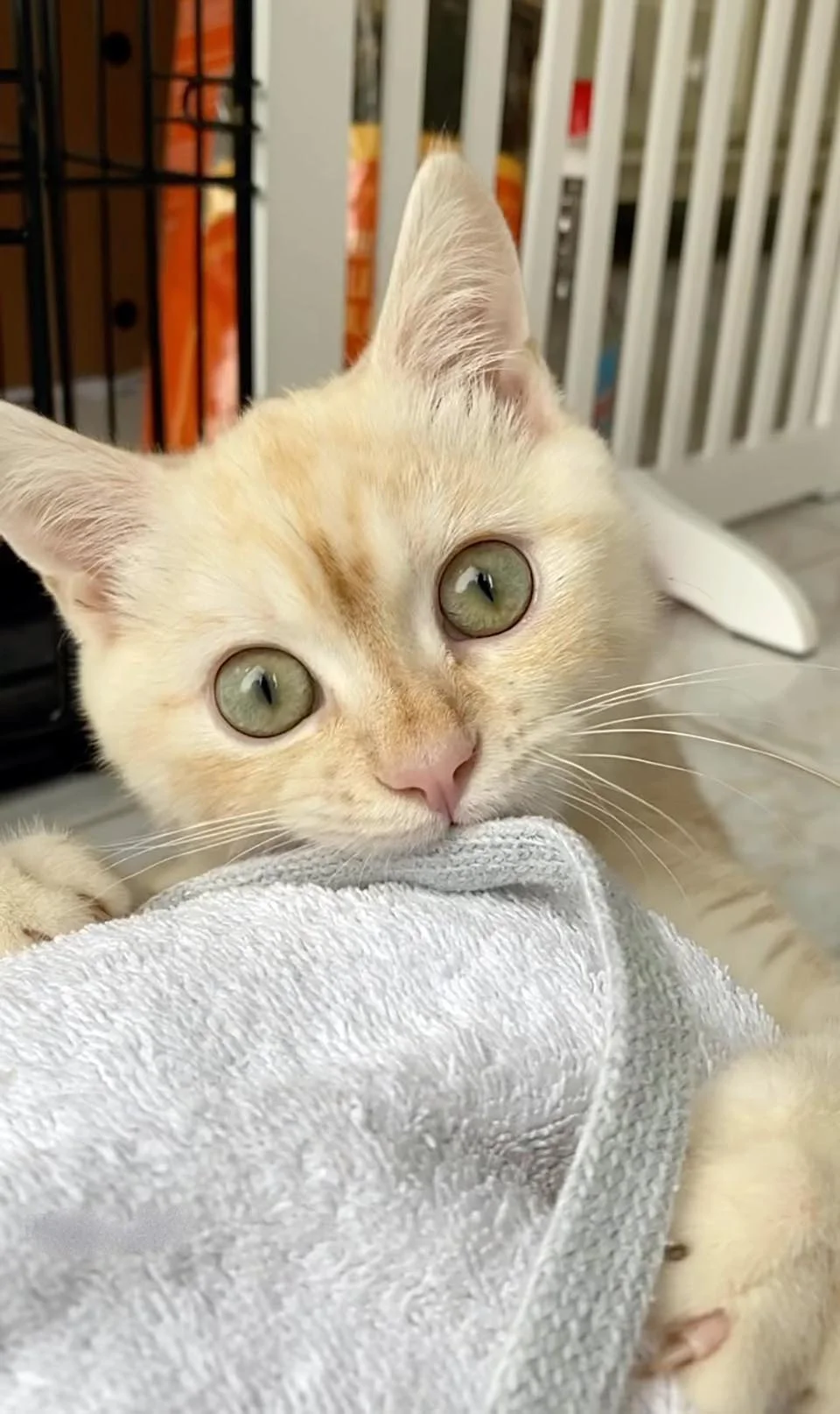 Gatito rescatado