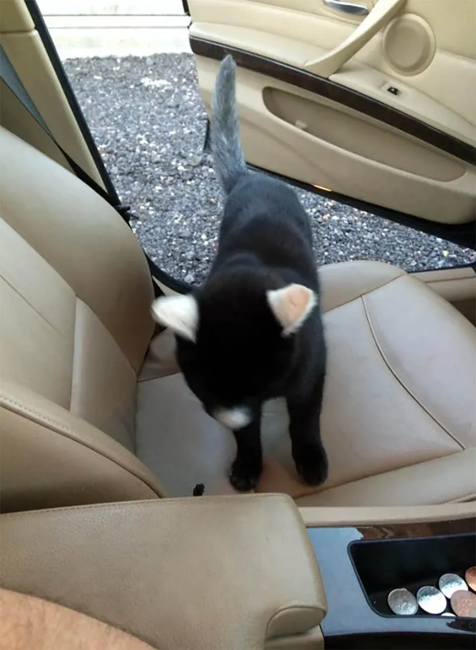 Gatito se sube a un auto