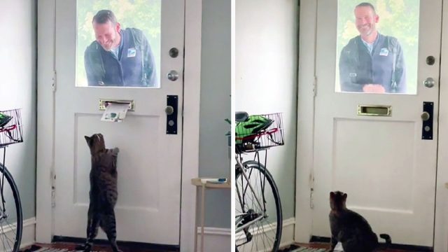 Gatito tiene la mejor mañana cada vez que su amigo el cartero aparece