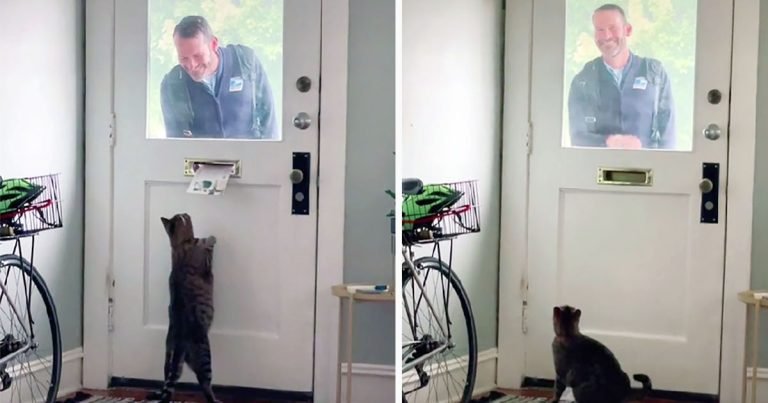 Gatito tiene la mejor mañana cada vez que su amigo el cartero aparece