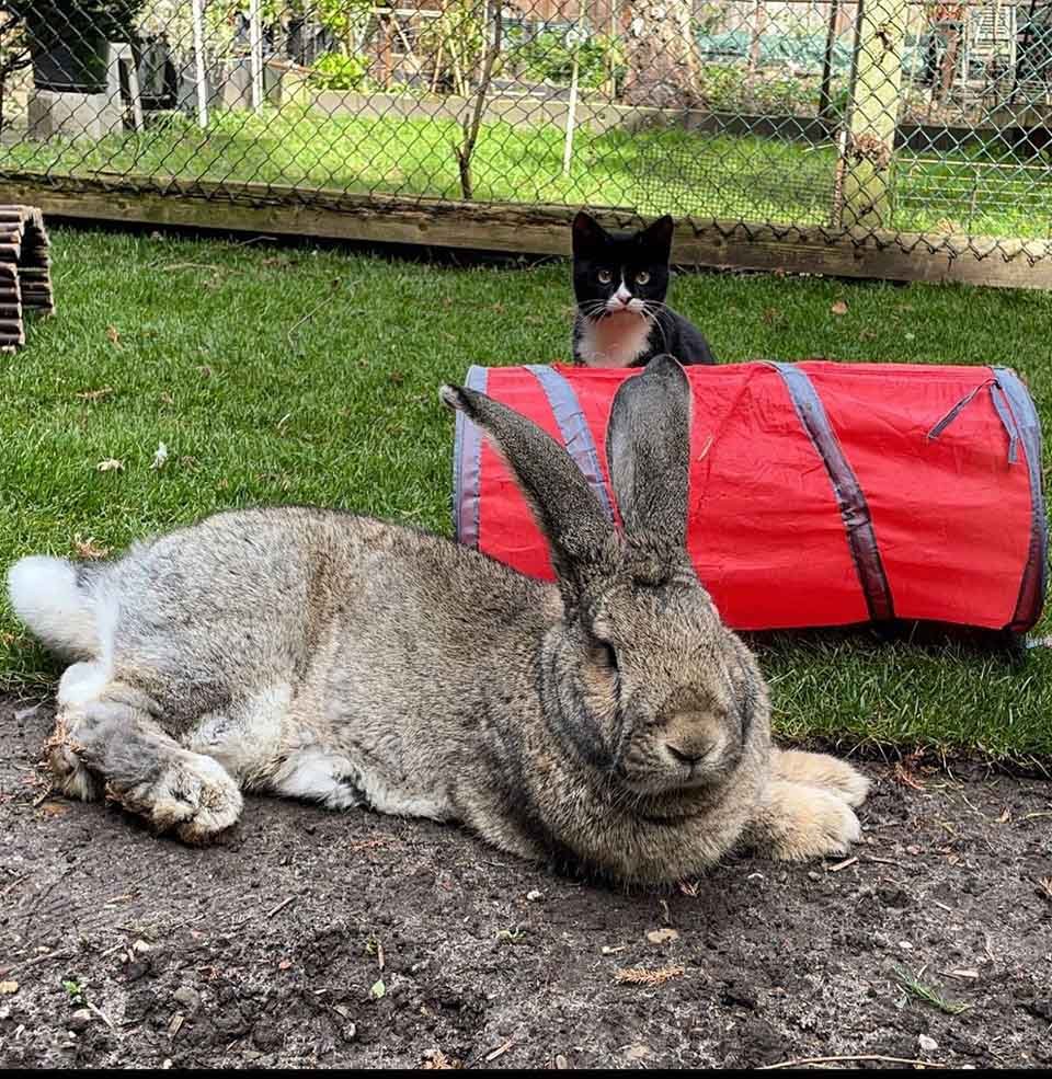 Este encantador conejo gigante está convencido de que es un perro 5 Gatito y conejo en el jardín