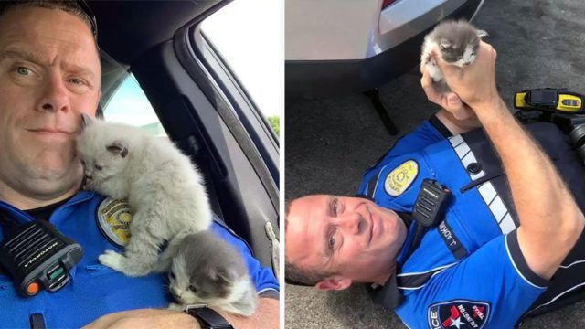 Gatitos se acurrucan adorablemente con el policía que los rescató