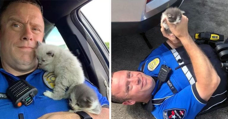 Gatitos se acurrucan adorablemente con el policía que los rescató
