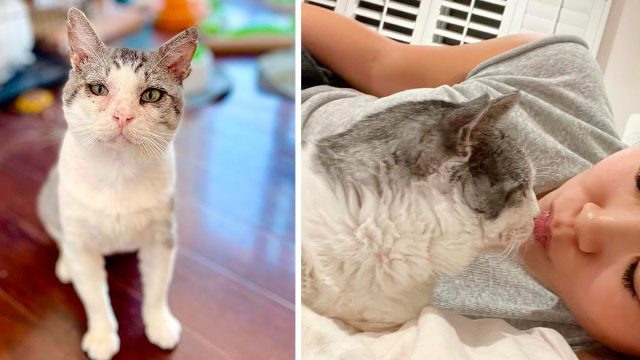 Gato anteriormente salvaje se transforma en un gato faldero gracias al amor