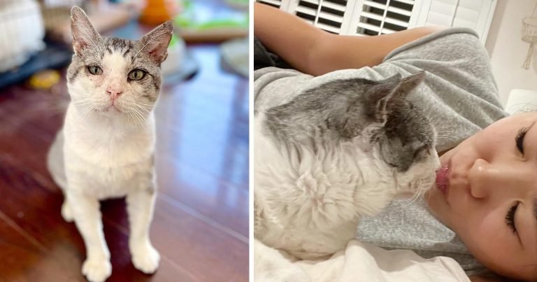 Gato anteriormente salvaje se transforma en un gato faldero gracias al amor