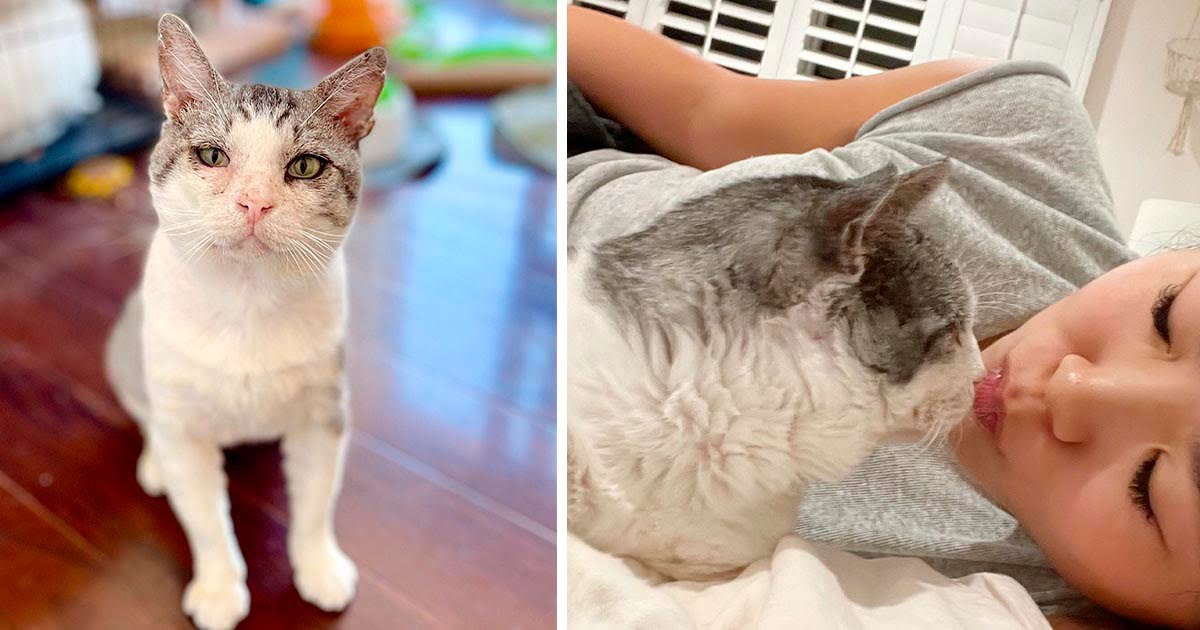 Gato anteriormente salvaje se transforma en un gato faldero gracias al amor