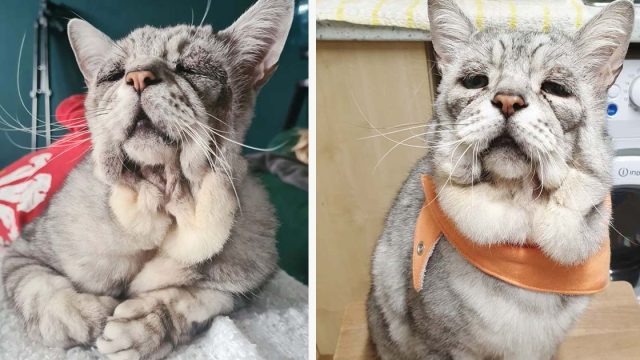 Gato con una extraña condición se pone feliz cuando lo adoptan a él y a su mejor amigo