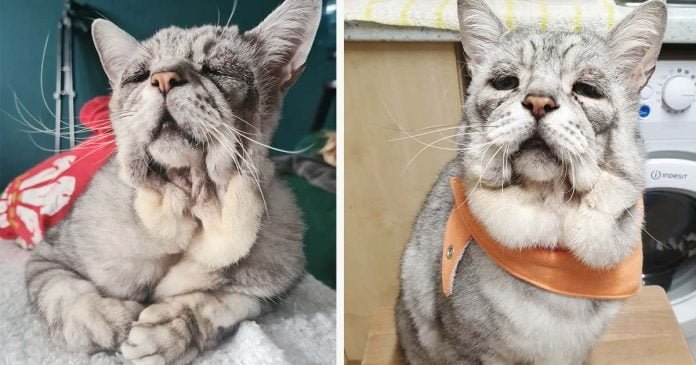 Gato con una extraña condición se pone feliz cuando lo adoptan a él y a su mejor amigo
