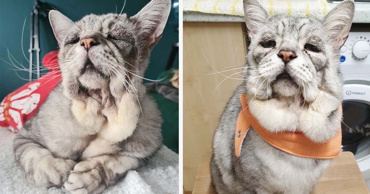 Gato con una extraña condición se pone feliz cuando lo adoptan a él y a su mejor amigo